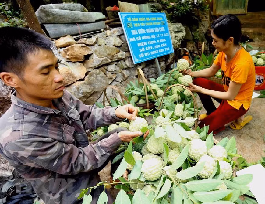  Les agriculteurs collent une vignette de traçabilité sur les pommes cannelles aux normes VietGap et GlobalGap. 
