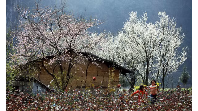  Pour exploiter efficacement les potentiels de la nature naturelle de Diên Biên, notamment à la saison des fleurs de bauhinie, la province de Diên Biên a organisé la fête des fleurs de bauhinie en mi-mars. 