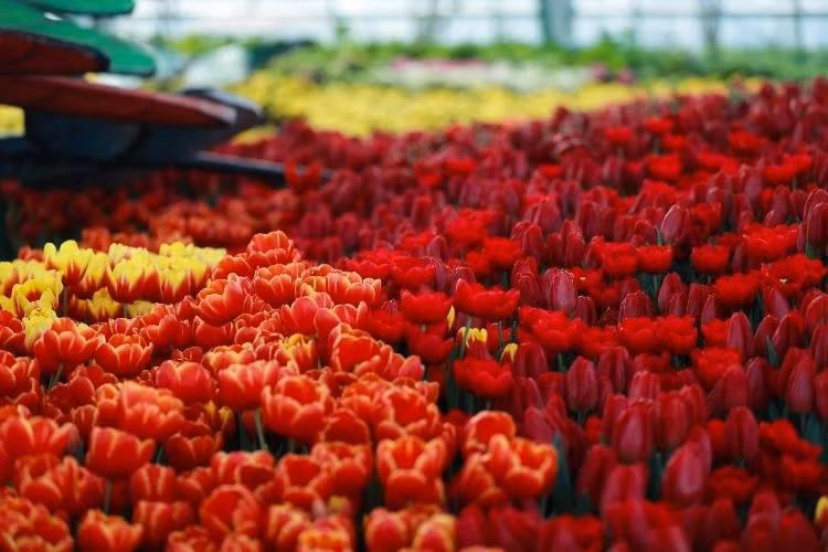  L’événement est le plus grand festival de tulipes au Vietnam, avec 100.000 fleurs qui sont changés régulièrement au cours des deux mois du festival. 