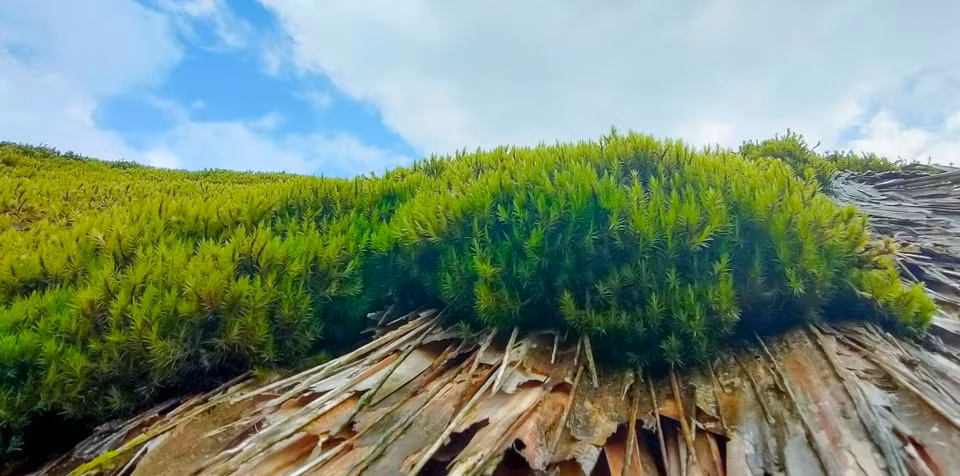 Xa Phin compte 53 foyers. Les palmiers sont plantés autour du village pour servir aux toitures. 