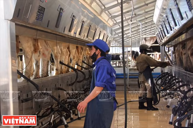 Chaîne de traitement à la société de lait Môc Châu.
