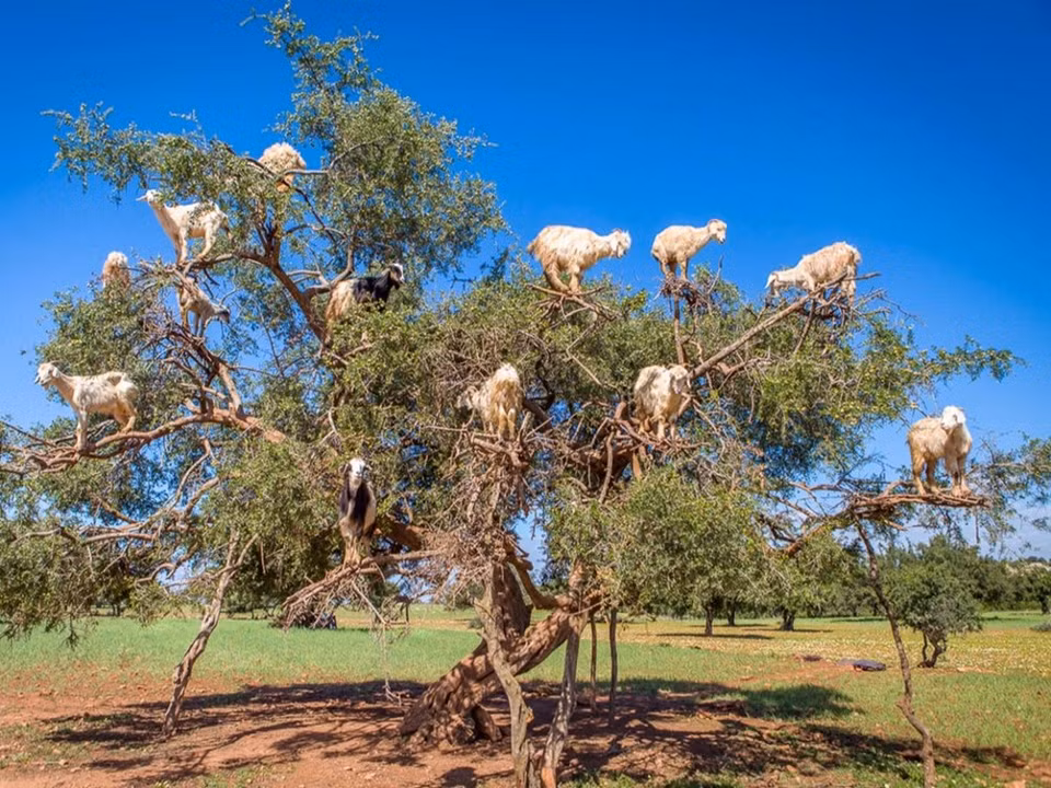 Au Maroc, les moutons grimpent dans les arbres pour manger les jeunes pousses et les fruits. ​Credit photo : Lonely Planet 