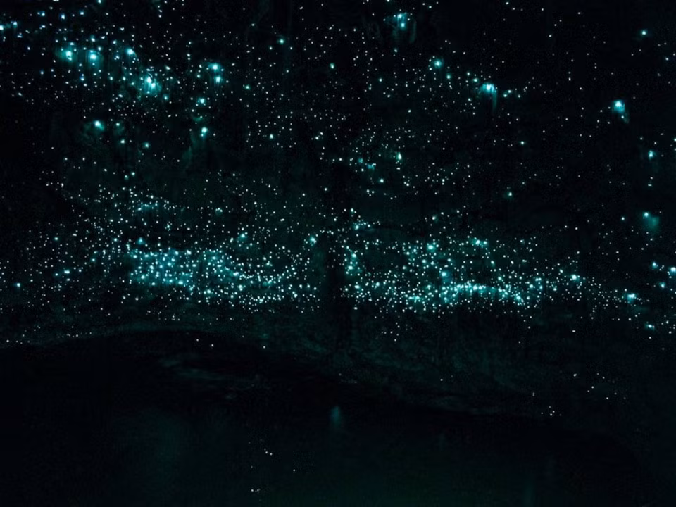 Les grottes de vers luisants de Waitomo en Nouvelle-Zélande. Credit photo : Waitomo 
