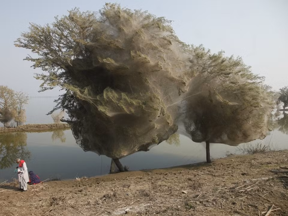 Au Pakistan, lors des​ inondations de 2010, les araignées se réfugièrent dans les arbres et tissèrent leurs toiles pour ce séjour forcé et prolongé. ​Credit photo : National Geographic 