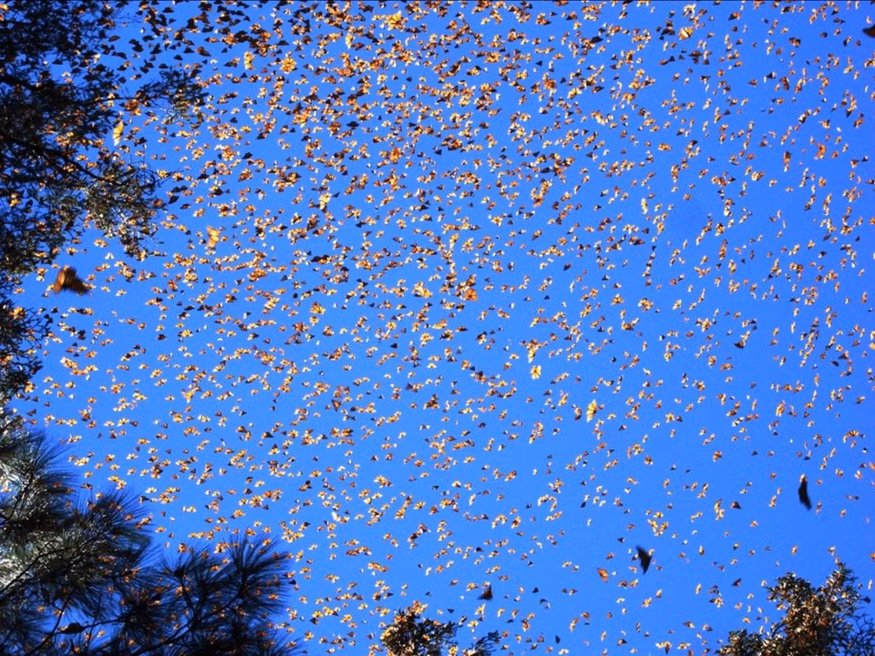 Les Monarques, grands papillons orange et noirs, sont célèbres pour leur migration annuelle du Canada jusqu'au Mexique. Credit Photo : United States Department of Agriculture