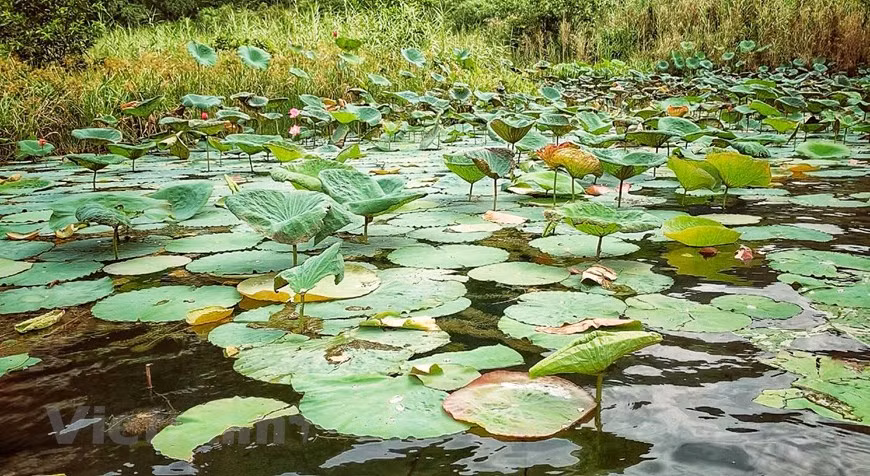 Trang An est une forêt primaire d'une grande diversité sur le plan de la flore comme de la faune.