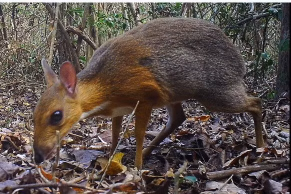 Sur les indications des habitants locaux, des scientifiques ont placé un système de caméras équipées de détecteurs de mouvement dans les forêts de trois provinces vietnamiennes et ont relevé, pendant cinq mois, 275 photographies montrant le chevrotain. Photo: Vietnam+ 