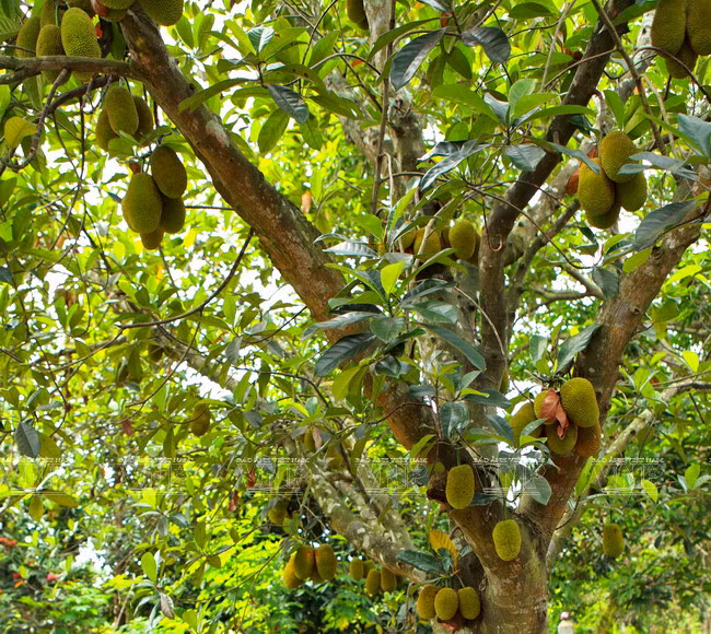 Avec des fruits du jacquier verts, les gens ​du Centre du Vietnam peuvent préparer différents plats, y compris des salades. 