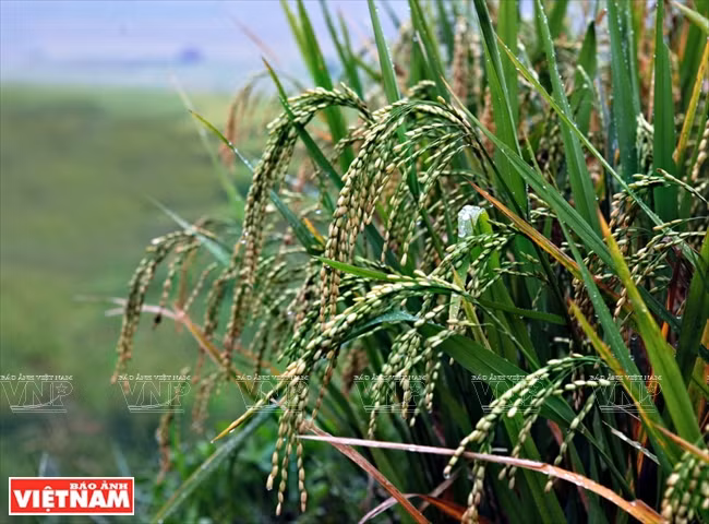 On peut faire du côm quand les graines de riz commencent à arriver à maturité.