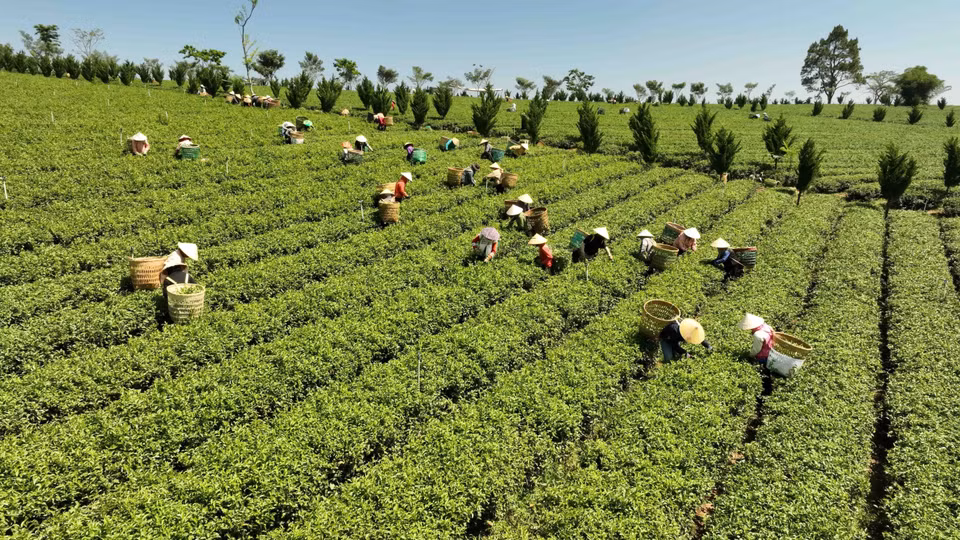 Chaque hectare de thé bio de la Sarl Gia Dat Viet donne un rendement de près de 4 tonnes.