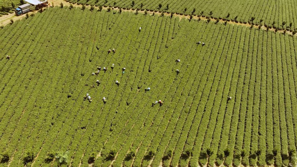 À l'heure actuelle, la province de Lam Dong possède plus de 310 hectares de théiers certifiés VietGAP dans le district de Bao Lam et la ville de Bao Loc.