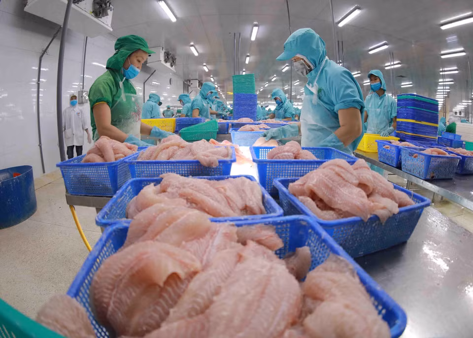 Transformation des filets de pangasius destinés à l'exportation dans l'usine de la compagnie par actions d'investissement et de développement multinational dans le parc industriel de Vam Cong, dans le district de Lâp Vo, province de Dong Thap. Photo : VNA