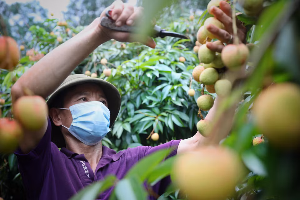 Le litchi « thieu » de Luc Ngan devient le premier produit agricole du Vietnam à bénéficier de la protection des indications géographiques au Japon. Photo: VNA 