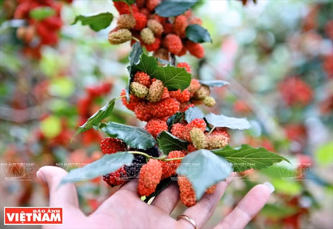 Des fruits mûrs, à moitié rouges et noirs 