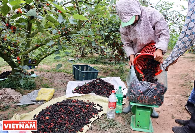 Les commerçants en gros achètent des mûres dans les jardins 