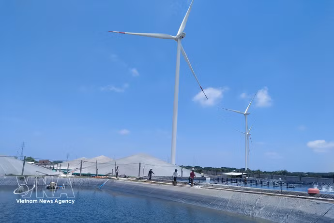 Développement de la crevetticulture de haute technologie et de l'énergie éolienne dans la commune de Thanh Hai, province de Vinh Long. Photo: VNA