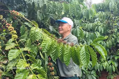 Le café est un produit d'exportation phare du Vietnam vers la Tunisie. Photo: VNA
