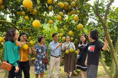 La province de Bac Ninh mettra en œuvre plusieurs mesures pour élargir les zones de culture, notamment pour les arbres fruitiers phares et les légumes. Photo: ministère de l'Industrie et du Commerce