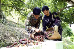 Récolte des prunes précoces dans le hameau de Con Huat, commune de Phieng Khoai. Photo: VNA