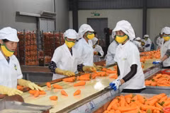 Fin octobre 2025, les exportations vietnamiennes de fruits et légumes ont atteint 7,05 milliards de dollars. Photo: nhandan.vn