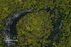 Le gouffre abrite un écosystème isolé, caractérisé notamment par de grands arbres arrivés à maturité et des formations géologiques susceptibles. Photo: VNA