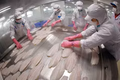 Les exportations de pangasius du Vietnam devraient atteindre près de 2,2 milliards de dollars en 2025. Photo: VNA