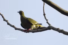 Le comité de gestion des forêts à usage spécial du Sud de Quang Tri annonce la découverte de 35 nouvelles espèces d’oiseaux dans la Réserve naturelle de Dakrong. Photo. VNA