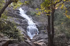 Classée site patrimonial au niveau provincial, cette chute d’eau prend sa source au sommet du mont Adin, culminant à 1 406 mètres d’altitude. Depuis une paroi rocheuse abrupte, l’eau s’écoule toute l’année, faisant de Thac Lua la plus haute cascade de la province. Photo: VNA
