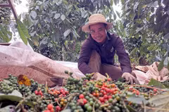 Au cours des deux premiers mois de l’année, le Vietnam a exporté 28.000 tonnes de poivre pour 188,7 millions de dollars. Photo: VNA