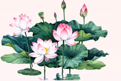 FESTIVAL DU LOTUS DE HANOÏ 2026