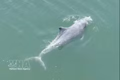 Actualité de la semaine : Des dauphins aperçus au large de l’île de Cai Chien