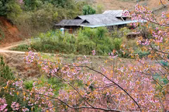 Mu Cang Chai inaugurera le soir du 3 janvier 2026, le festival du Khen (orgue à bouche) et des fleurs de cerisier sauvage 2026, avec de nombreuses activités originales. Photo: VNA