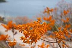 Les fleurs du Firmiana colorata sur l'île de Cu Lao Cham arborescent leur éclatante couleur rouge orangé. Photo: VNA