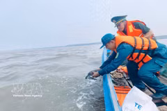 Relâche d'une tortue olivâtre en mer à Ca Mau. Photo: VNA