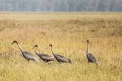Des grues antigones observées au Parc national de Tram Chim. Photo: VNA