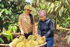 Le durian a largement contribué au rebond des exportations de fruits et légumes au premier semestre. Photo: VNA