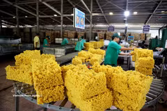 Dans le secteur du caoutchouc, le Vietnam figure parmi les principaux producteurs et exportateurs mondiaux, mais ses ventes restent largement concentrées sur le latex brut. Photo: VNA