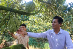 Dans le cadre de son engagement à atteindre la neutralité carbone d’ici 2050, le Vietnam accélère la transition de son secteur agricole vers des modes de production plus technologiques et moins émetteurs. Photo: VNA