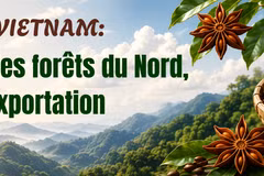 Badine du Vietnam: l’« or vert » des forêts du Nord, une filière d’exportation florissante