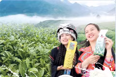 Les zones de théiculture continuent de s’étendre à Lai Chau, affirmant la position de cette plante comme culture clé de la province. Photo: baolaichau.vn