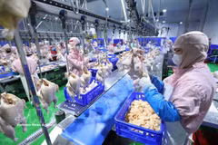 Chaîne d'abattage de volailles à l'usine Green Chicken Co., Ltd. Photo : VNA