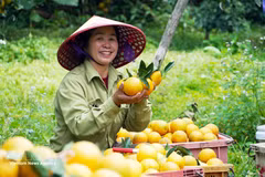 Production verte et chaînes de valeur, moteurs de la filière fruits et légumes en 2026