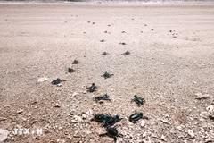 Une fois éclos, les bébés tortues creusent leur chemin vers la mer. Photo: VNA