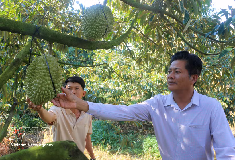 Dans le cadre de son engagement à atteindre la neutralité carbone d’ici 2050, le Vietnam accélère la transition de son secteur agricole vers des modes de production plus technologiques et moins émetteurs. Photo: VNA