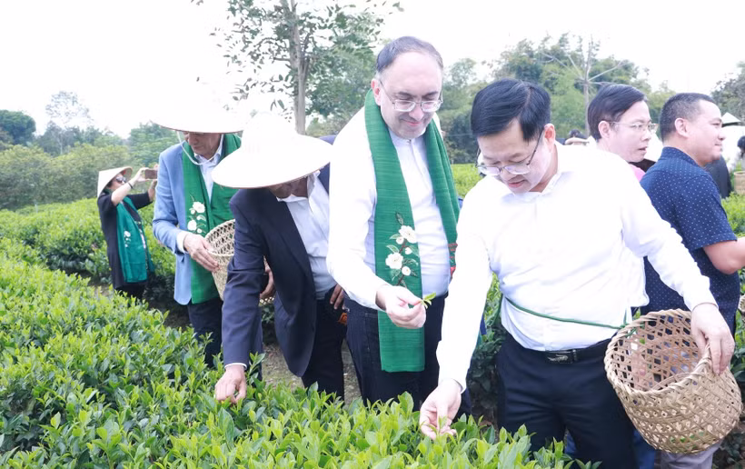 La délégation du corps diplomatique visite la coopérative de thé et de tourisme communautaire de Tien Yen. Photo: thainguyen.gov.vn.jpg