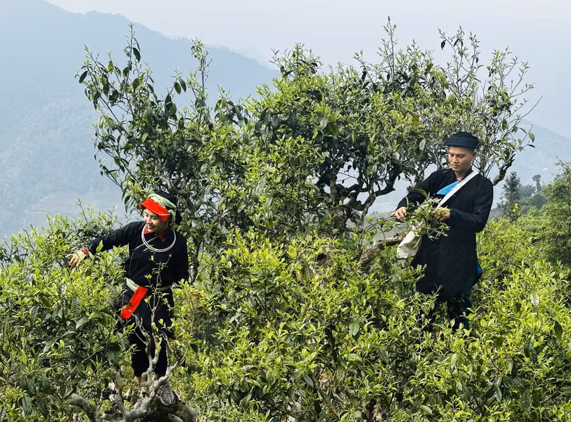 La récolte printanière du thé Shan Tuyet commence à Ha Giang 