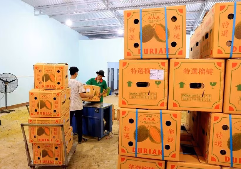 Durian destiné à l'exportation vers la Chine. Photo: VNA