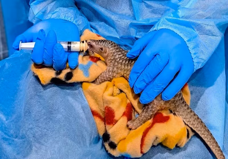 Un pangolin a été secouru par SVW. Photo : VOV