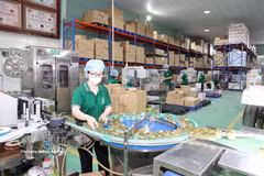 Une entreprise de production de nids de salanganes à Khanh Hoa. Photo : VNA.
