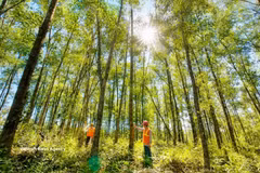 La province de Quang Tri accélère le développement des plantations forestières destinées à la production de bois de gros diamètre. Photo : VNA